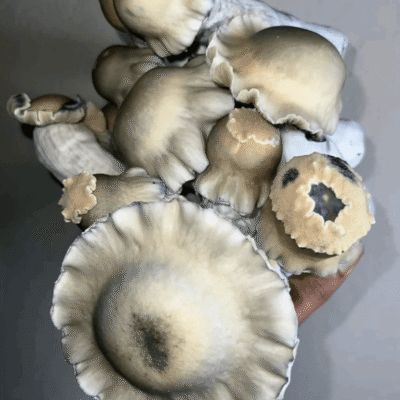 Bluey Vuitton shrooms
