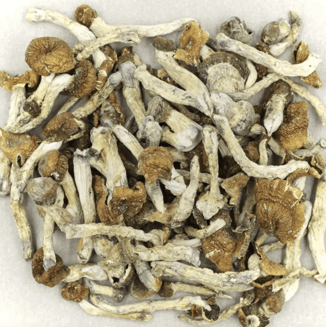 Florida White Magic Mushroom