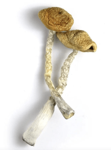 Golden Emperor Magic Mushrooms