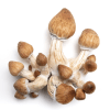 Penis Envy Magic Mushrooms