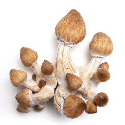 Penis Envy Magic Mushrooms