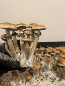 Golden Halo Magic Mushrooms