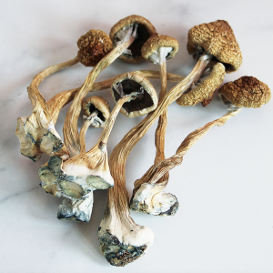 Golden Halo Magic Mushrooms