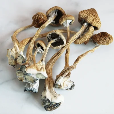 Golden halo mushrooms with a bright ring around each cap