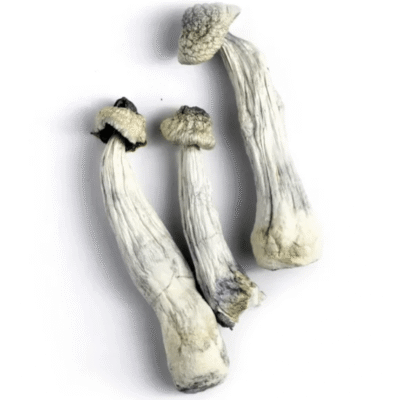 Albino Penis Envy Magic Mushrooms