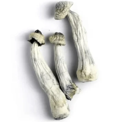 Albino penis envy magic mushrooms with pale white stems