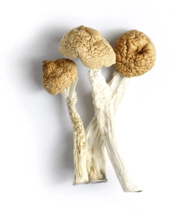 Orissa Magic Mushroom