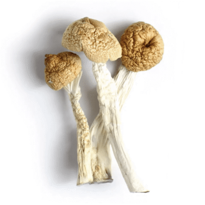Orissa Magic Mushroom