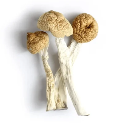 Dried orissa mushrooms with large pale golden caps