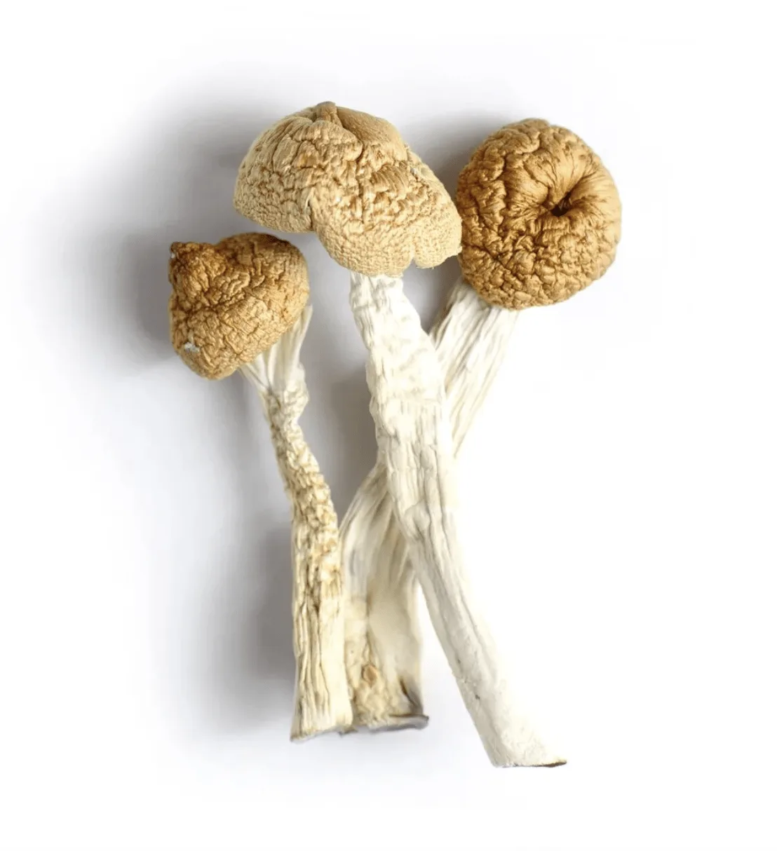 Dried orissa mushrooms with large pale golden caps