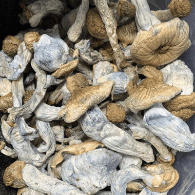 Shepherd’s Penis Envy Mushroom