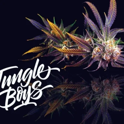 Buy Jungle boys Flowers