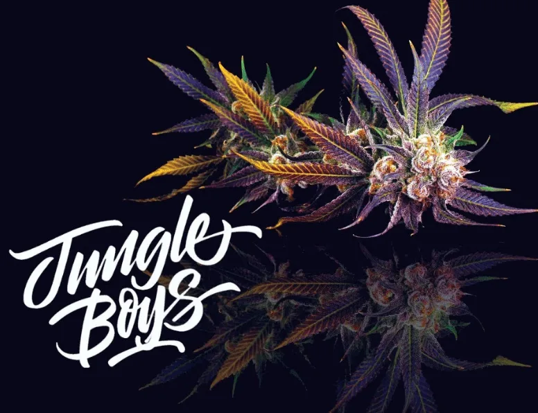 Buy Jungle boys Flowers