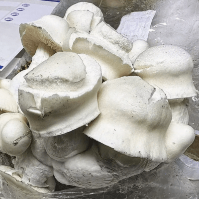 Buy Iceberg Mushrooms Online