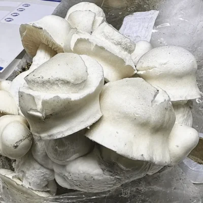 Dense pale iceberg mushrooms with tight rounded caps