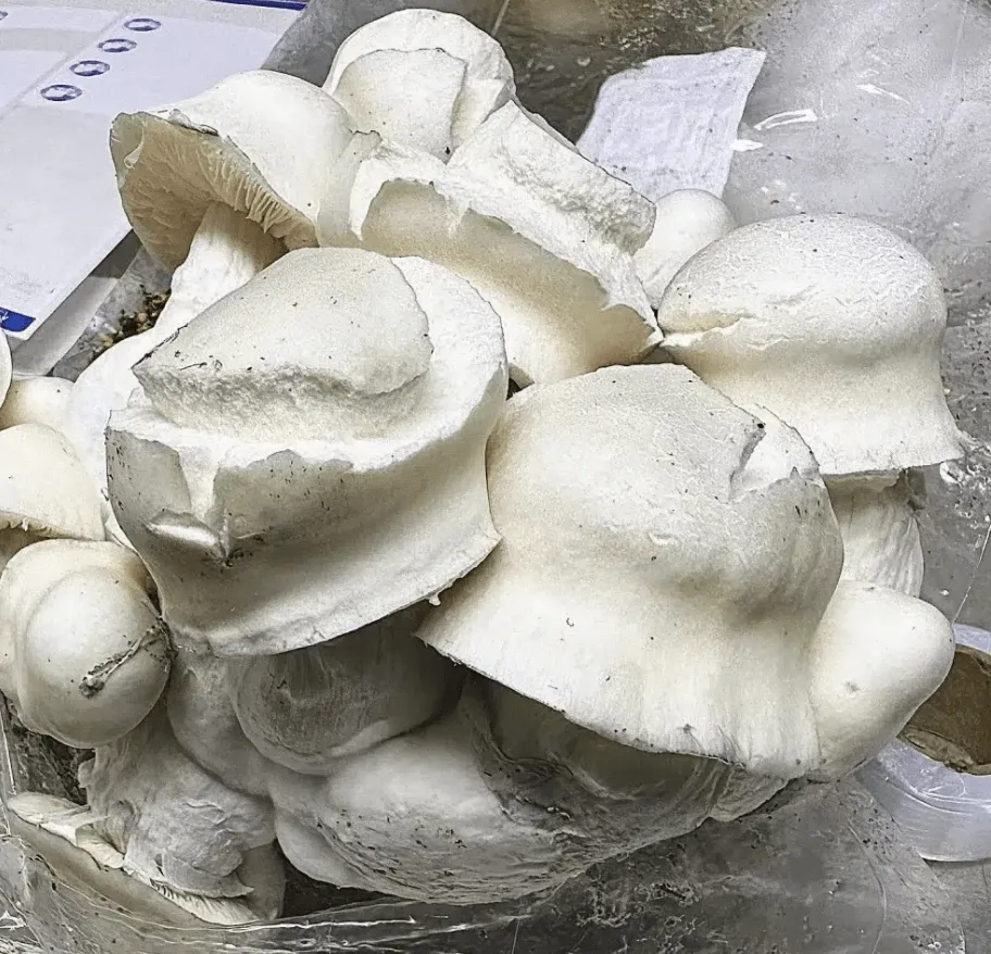 Dense pale iceberg mushrooms with tight rounded caps