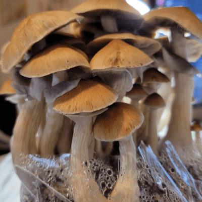 Buy Stargazer Mushrooms Online