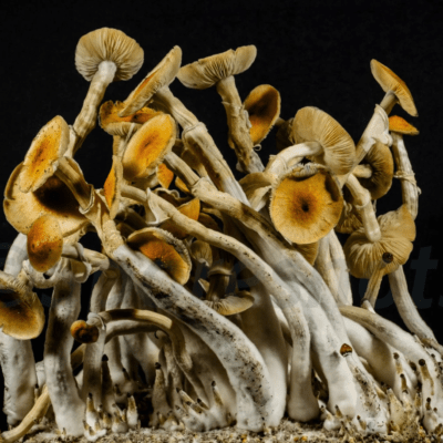 Dried mazatapec mushrooms with tan caps and slim stems