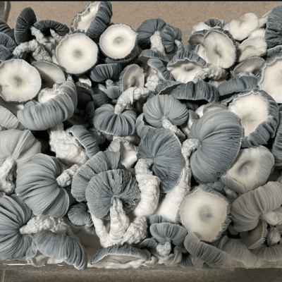 Buy Jack Frost Mushrooms Online