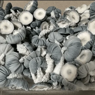Frosty white jack frost mushrooms with pale closed caps
