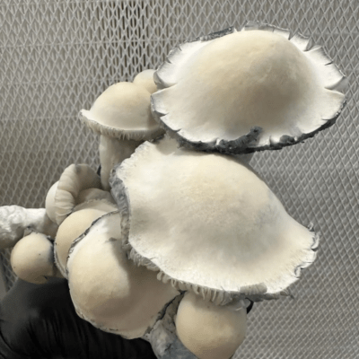 Buy Tidal Wave Mushrooms Online