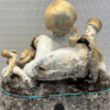Buy Thrasher Mushrooms Online