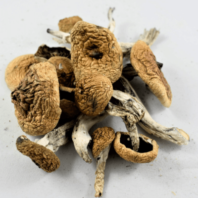Buy Albino A+ Mushrooms Online