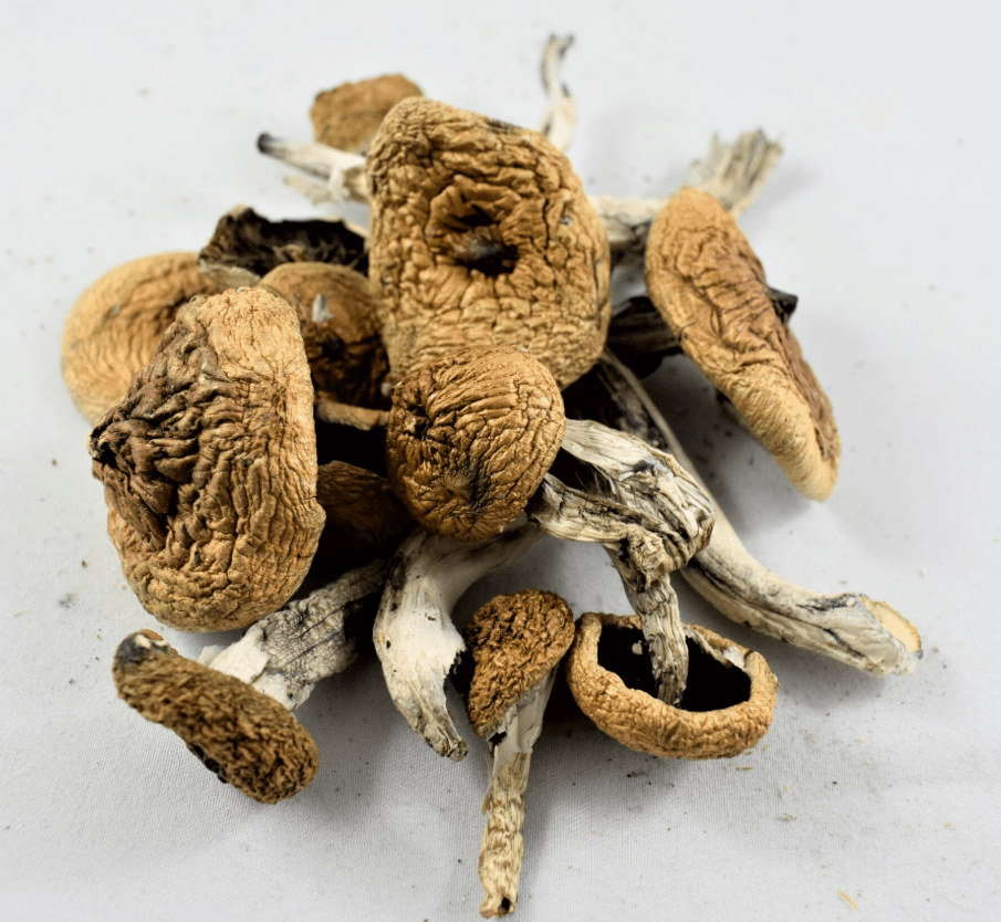 Buy Albino A+ Mushrooms Online
