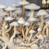 Buy White Rabbit Mushrooms Online