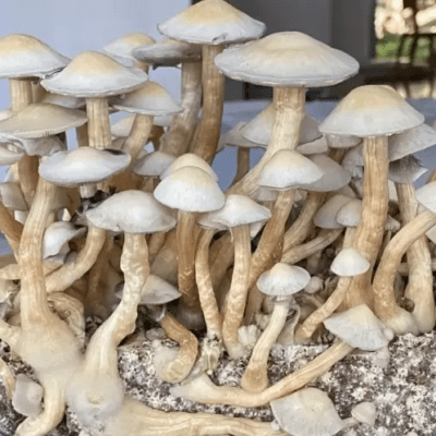 Buy White Rabbit Mushrooms Online