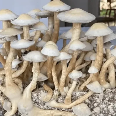 Small pale white rabbit mushrooms with dense stems
