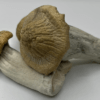 Buy Treasure Coast Mushrooms Online