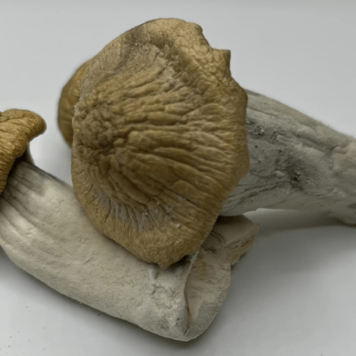 Buy Treasure Coast Mushrooms Online