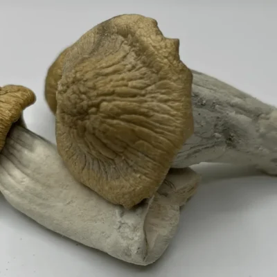Treasure coast mushrooms with pale golden caps