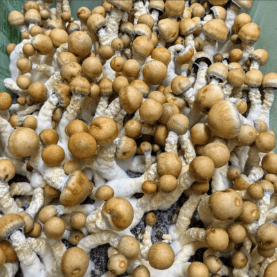 Buy Z Strain Mushrooms Online