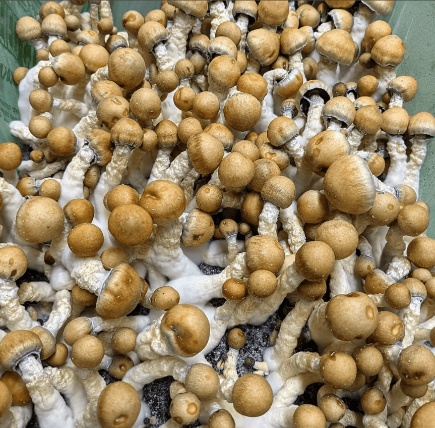 Buy Z Strain Mushrooms Online
