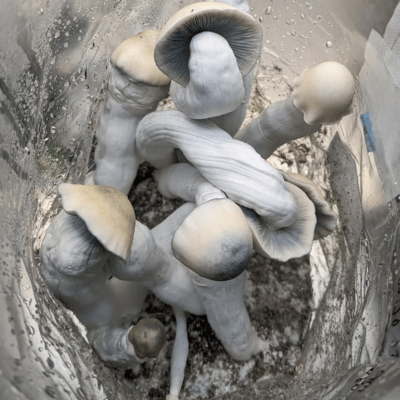 Buy Yeti Mushrooms Online