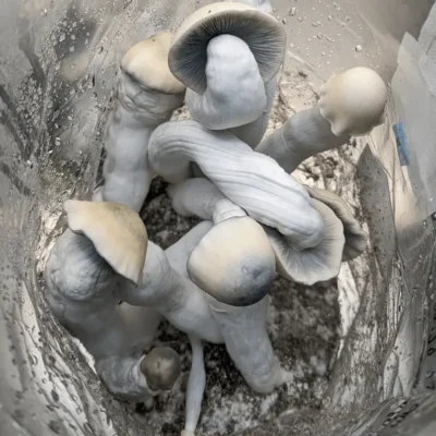 Ghost-white yeti mushrooms with blue bruising