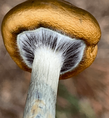 Buy Flying Saucer Mushrooms Online