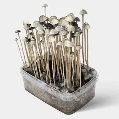 Dried copelandia cyanescens with thin grey caps and wiry stems