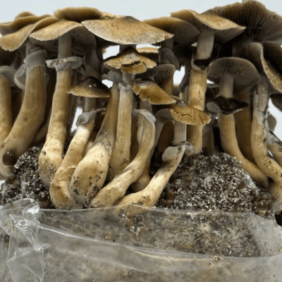 Buy Wavy Caps (Psilocybe Cyanescens) Online